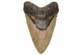 Massive Fossil Megalodon Tooth - North Carolina #235121-1